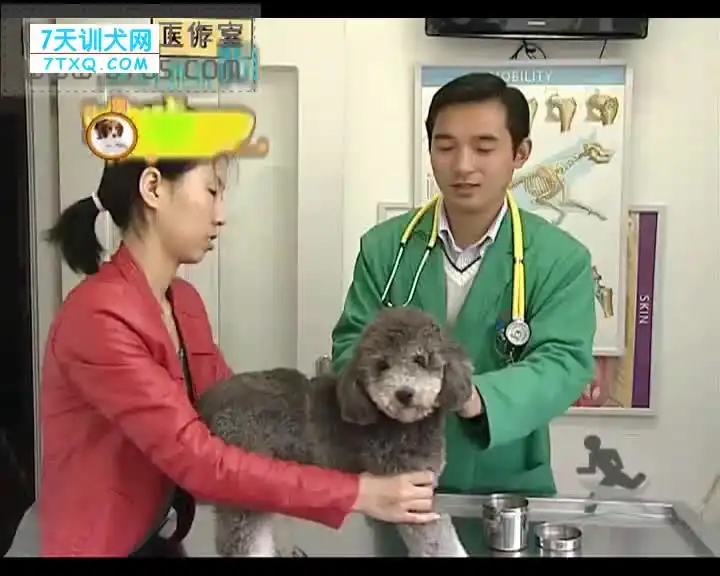 狗狗训练全攻略：140节专业训犬课程