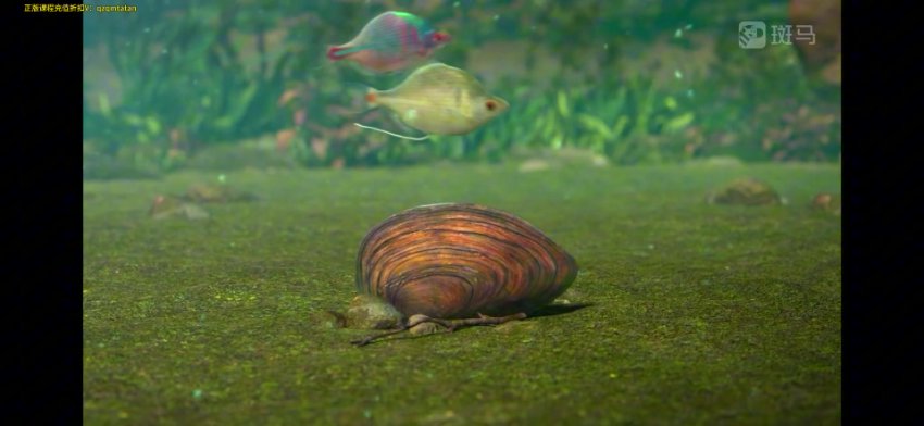 斑马百科：鱼类探秘-从外形到洄游的全指南