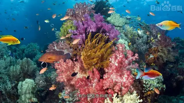 620本幼儿园绘本+教学视频：全面提升儿童阅读与学习能力