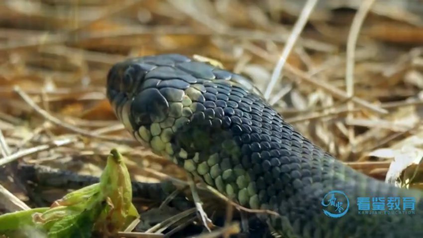 动物老师教发明：10大仿生科技启蒙课