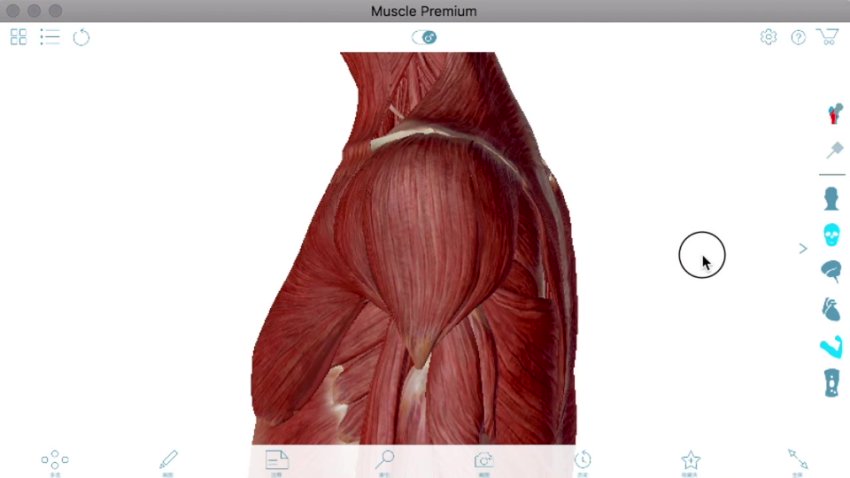 麦大湿肩部精准训练：解锁三角肌力量与灵活度