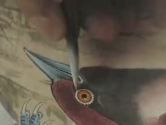 180讲工笔花鸟技法大全：牡丹/八哥/蝴蝶/禽鸟教学